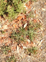 Plantago coronopus
