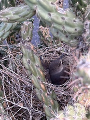 Toxostoma curvirostre