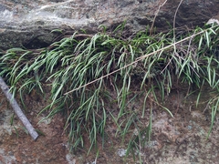 Dendrobium striolatum