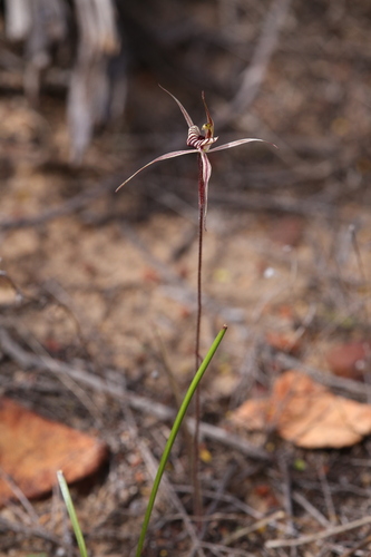 Image of Caladenia wanosa by (c) Hugo Innes, some rights reserved (CC BY)