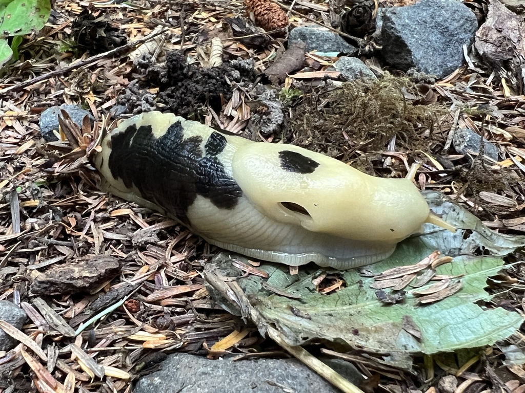 Pacific Banana Slug from Clallam County, Olympic, Olympic National Park