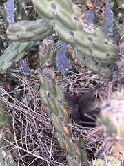 Toxostoma curvirostre