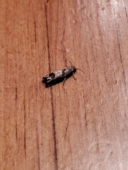 Eucosma parmatana