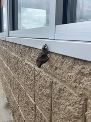 Antheraea polyphemus