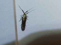 Coleophora mayrella