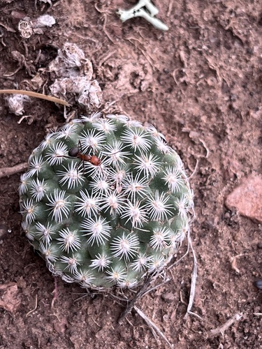 Pediocactus simpsonii