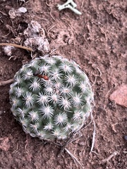Pediocactus simpsonii