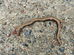 Anguis fragilis