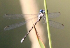 Lestes congener
