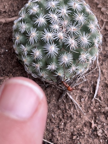 Pediocactus simpsonii
