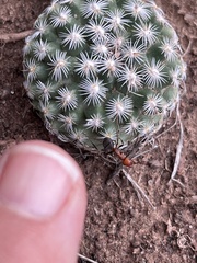 Pediocactus simpsonii