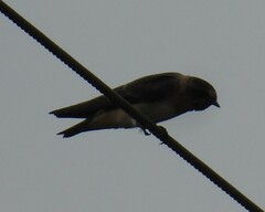 Petrochelidon pyrrhonota