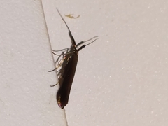 Coleophora mayrella