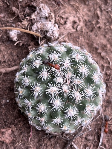 Pediocactus simpsonii