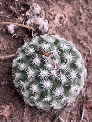 Pediocactus simpsonii