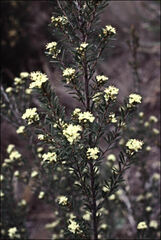 Micrantheum hexandrum
