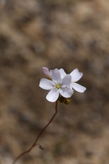 Drosera radicans