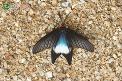 Histia flabellicornis