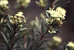 Micrantheum hexandrum