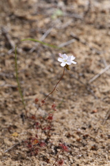 Drosera radicans