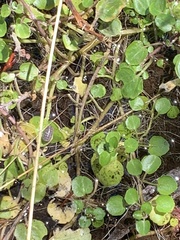 Nasturtium officinale