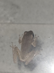 Hyla femoralis