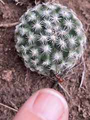 Formica obscuripes