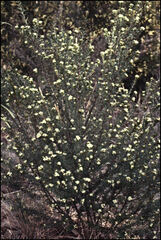 Micrantheum hexandrum