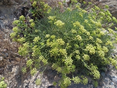 Crithmum maritimum