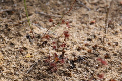Drosera radicans