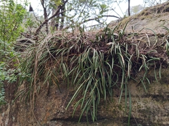 Dendrobium striolatum