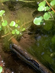 Nasturtium officinale