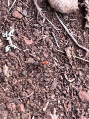 Formica obscuripes