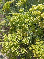 Crithmum maritimum