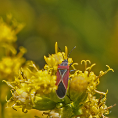 Neacoryphus bicrucis