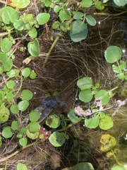 Nasturtium officinale