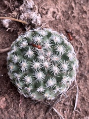 Formica obscuripes