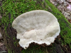 Postia tephroleuca