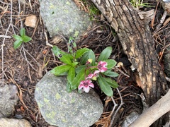 Chimaphila umbellata