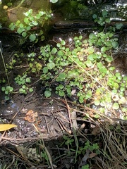 Nasturtium officinale