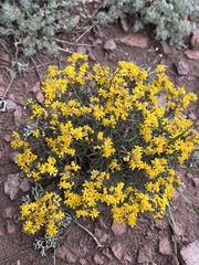 Gutierrezia sarothrae