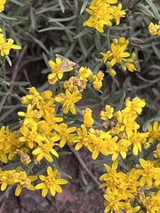 Gutierrezia sarothrae