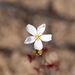 Drosera radicans - Photo (c) Hugo Innes, some rights reserved (CC BY), uploaded by Hugo Innes