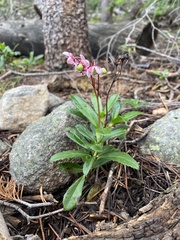 Chimaphila umbellata