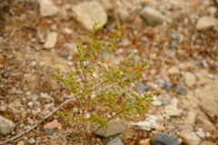 Larrea tridentata
