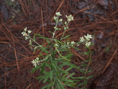 Pseudognaphalium obtusifolium