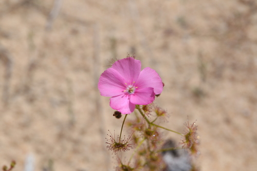 Drosera neesii (Drosera neesii)