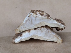 Postia tephroleuca