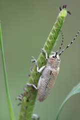 Saperda calcarata