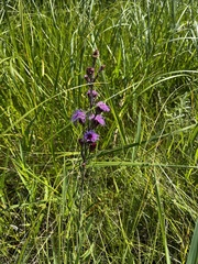 Liatris ligulistylis